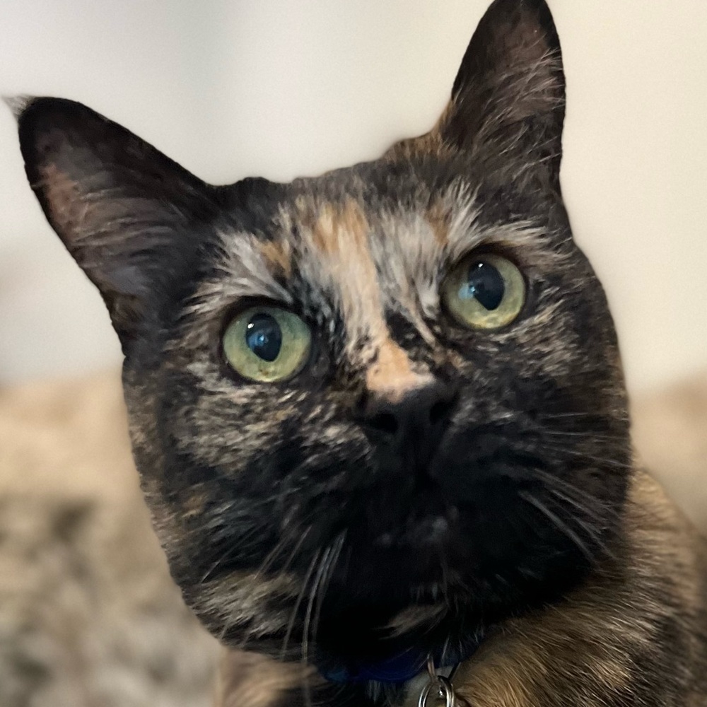 Meet your Posher, Yuka